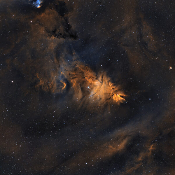 The Christmas Tree Cluster (NGC 2264): A Celestial Holiday Decoration in the Winter Sky